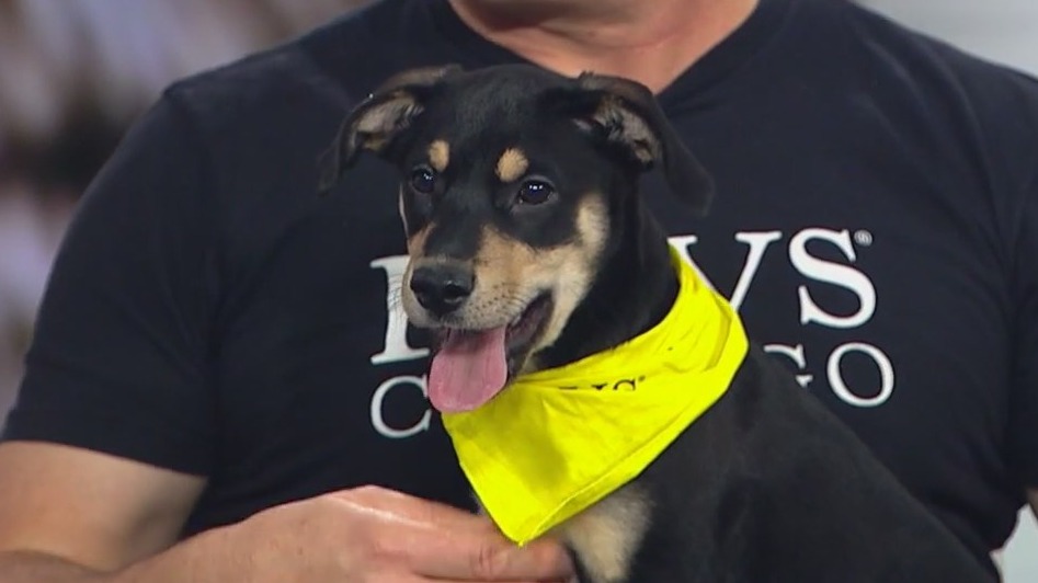 How to keep those tails wagging during Fourth of July festivities