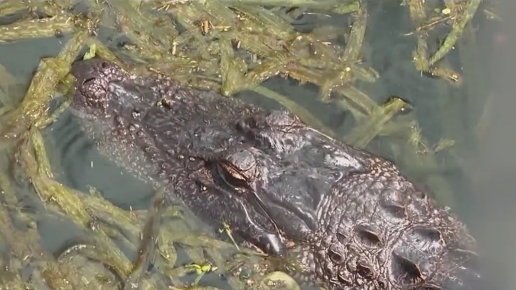 Florida alligator 'Mr. Pickles' faces eviction