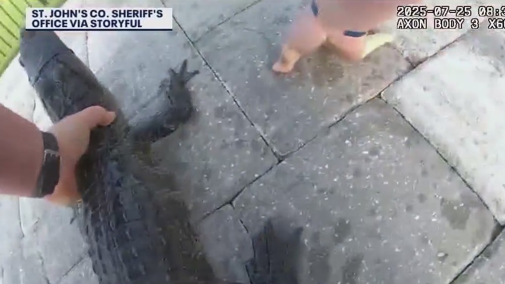 Florida deputy removes alligator from pool
