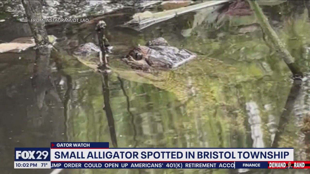 Alligator visto en Bucks County Lake