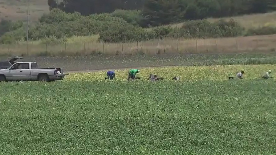 Fear from on-going ICE raids impacting coastal farming communities