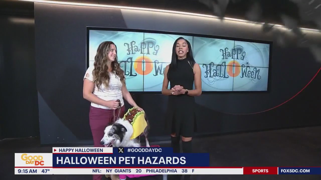 Halloween pet hazards