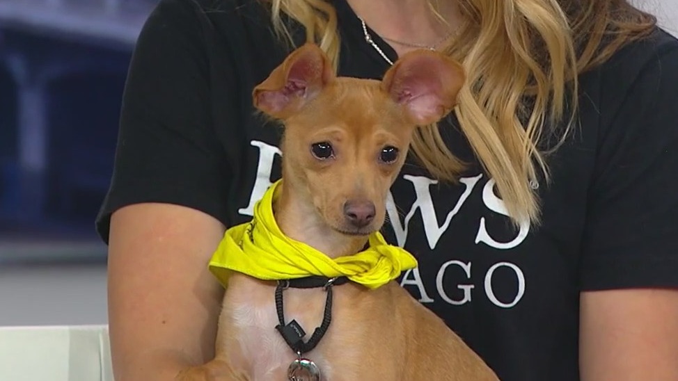 Jolene the pup has PAWS Chicago singing a happy song