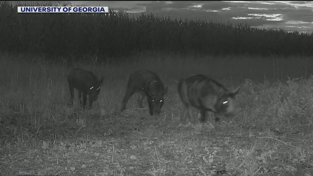 Georgia fights back against costly invasion of feral pigs
