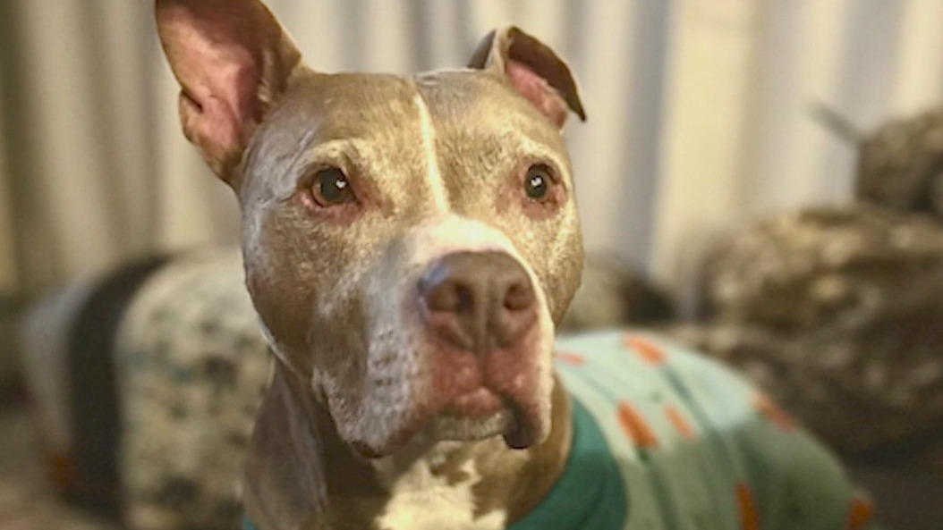 Vets shares tips for caring for senior dogs