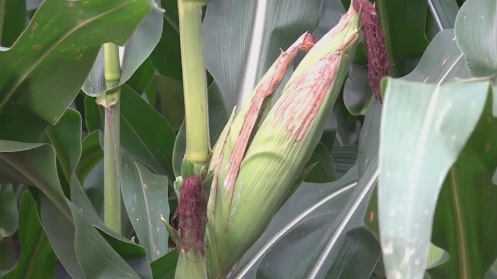 'Corn sweat' intensifying heat wave