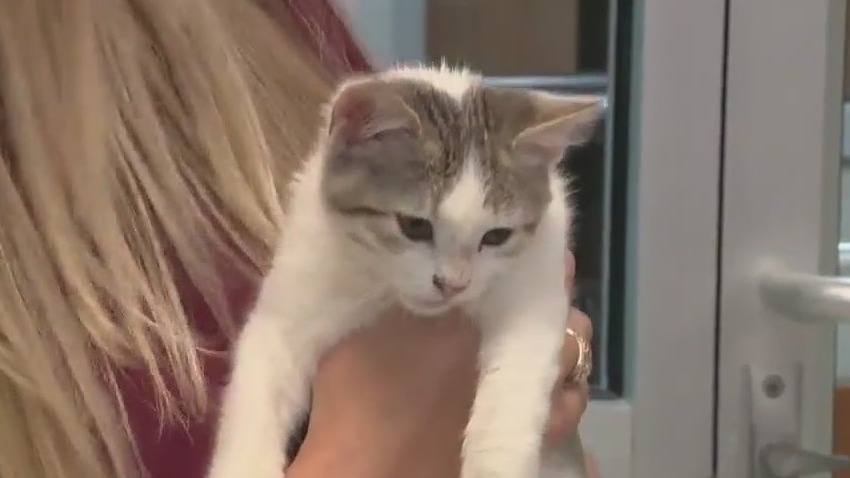 Houston's first ever Forensic Veterinarian saves abused kitten