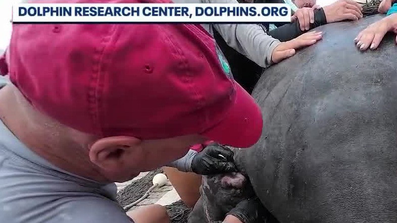 2025 is a rough year for manatees in Florida
