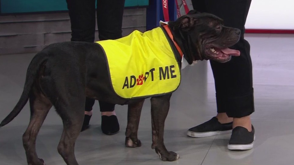 SF Animal Care & Control holds Paws for a Cause fundraiser