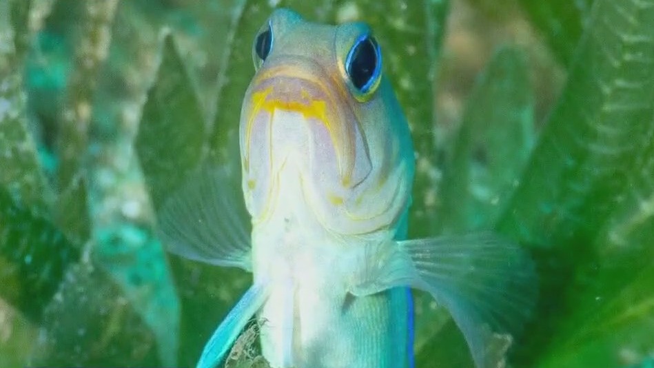 Discovering St. Eustatius: Austin Travels