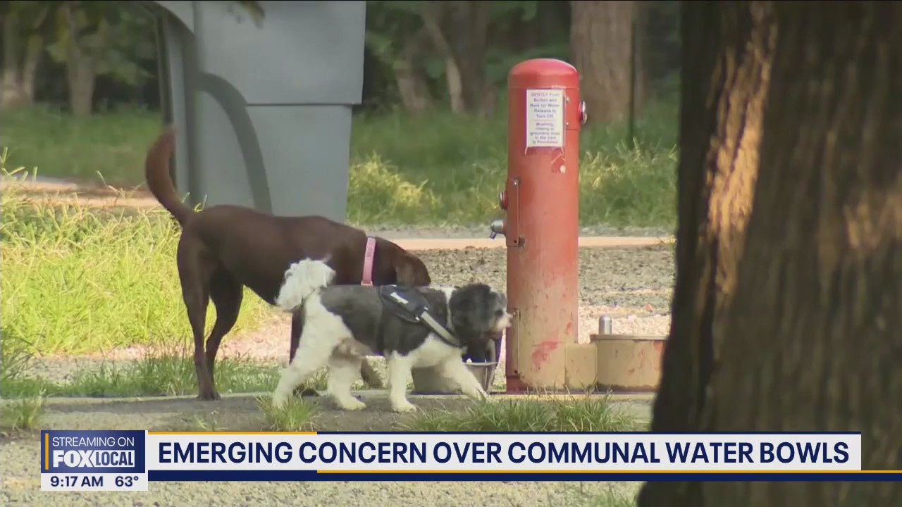 Emerging concern over communal water bowls | FOX 13 Seattle
