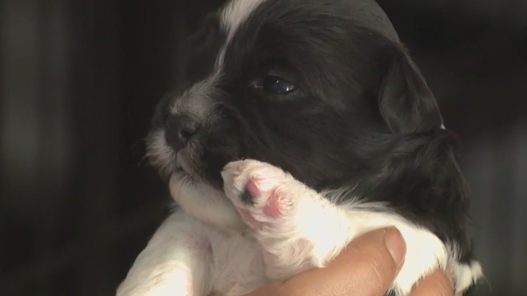 Pup stolen, bred by thieves, police say