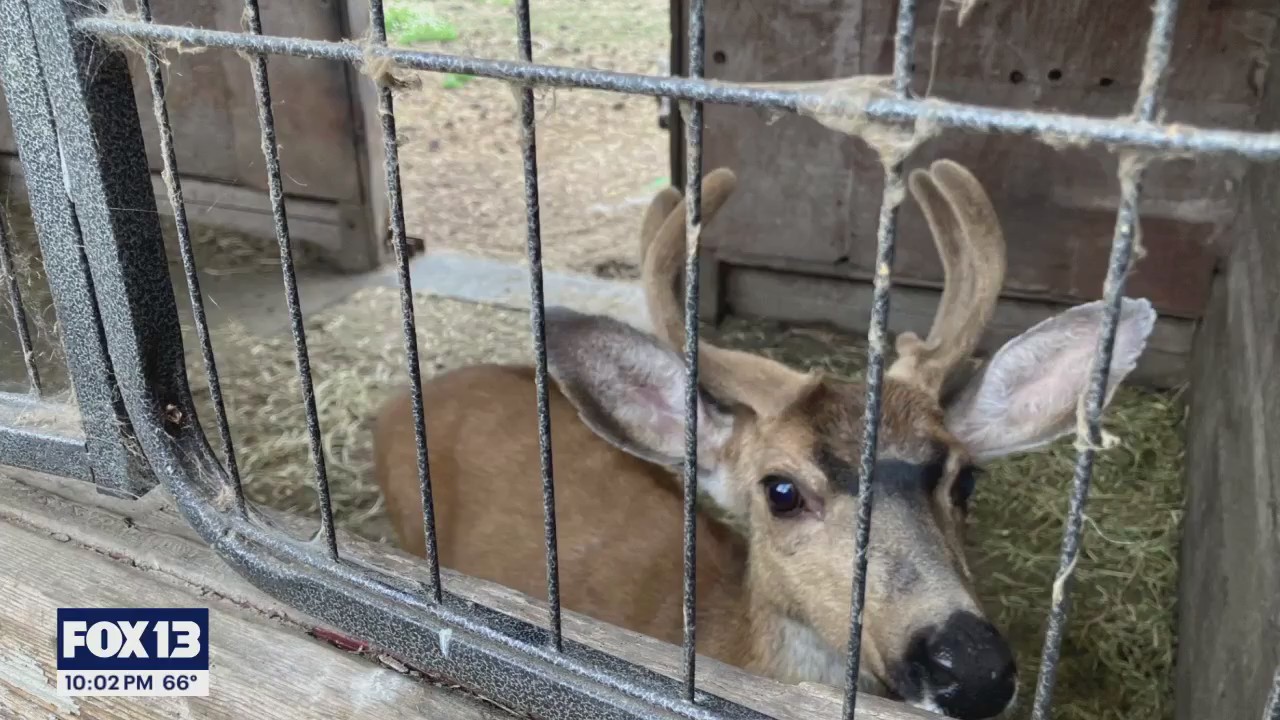 More than 50 animals seized from South Prairie property in WA