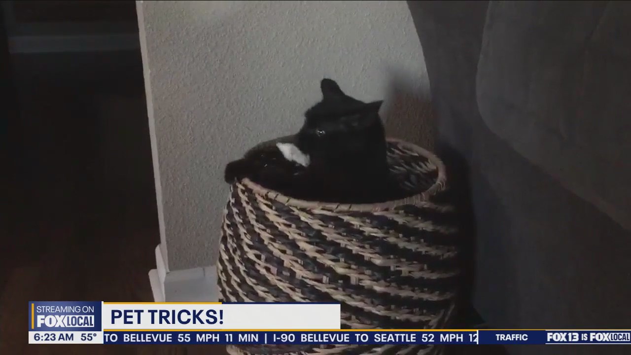 Pet Tricks for Friday, July 12