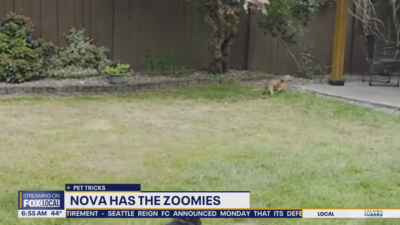 Pet Tricks for Tuesday, October 14