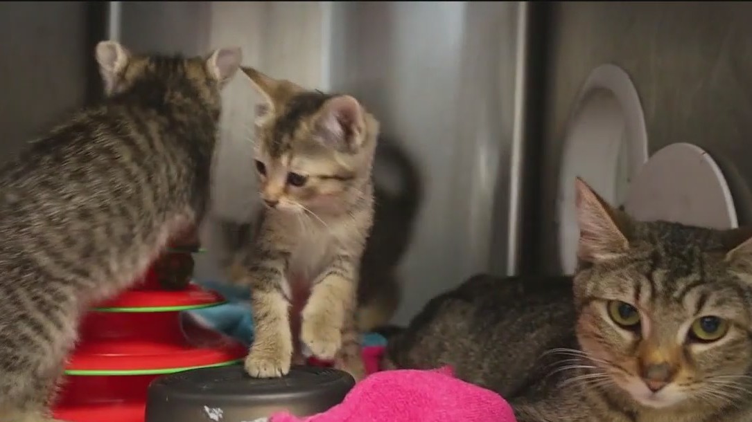 PAWS Chicago rescues multiple kittens, cats just hours away from euthanasia