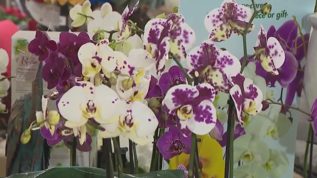 Tips for taking care of orchids