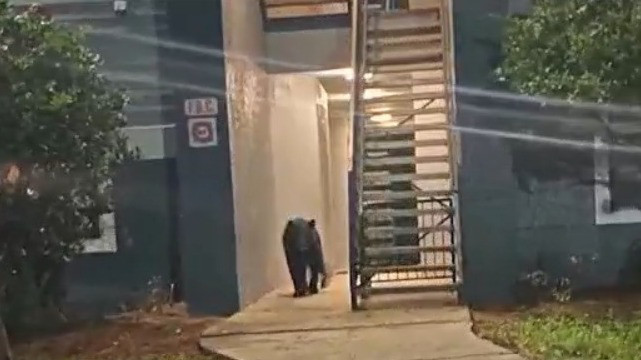 Bear spotted in Orange County apartment complex