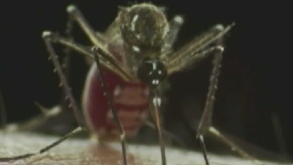 Florida woman warns of dengue dangers after painful illness