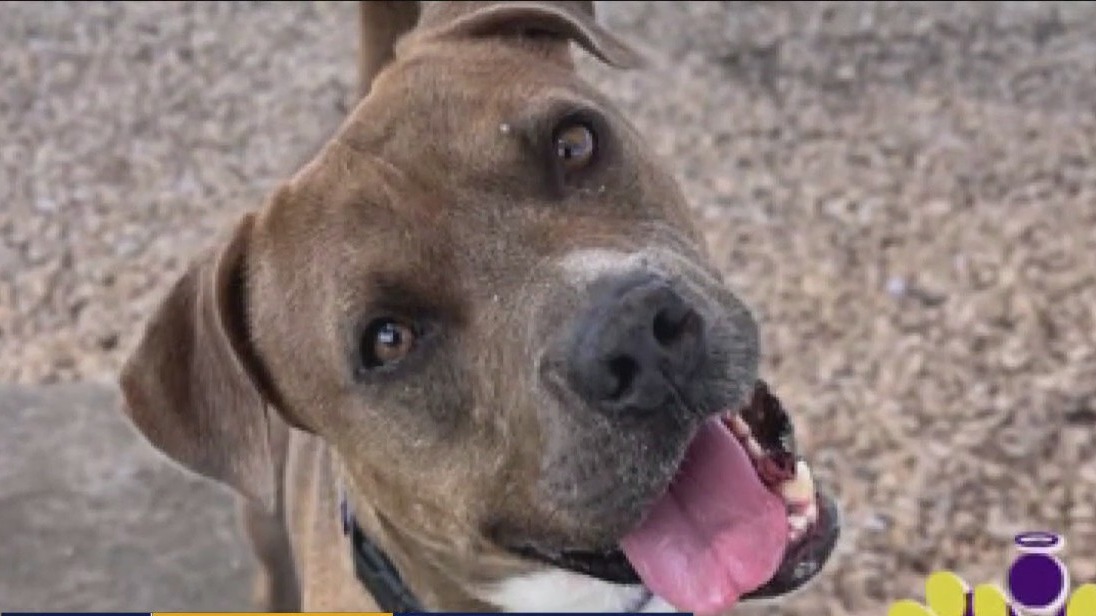 Pet of the Weekend | Meet Earl