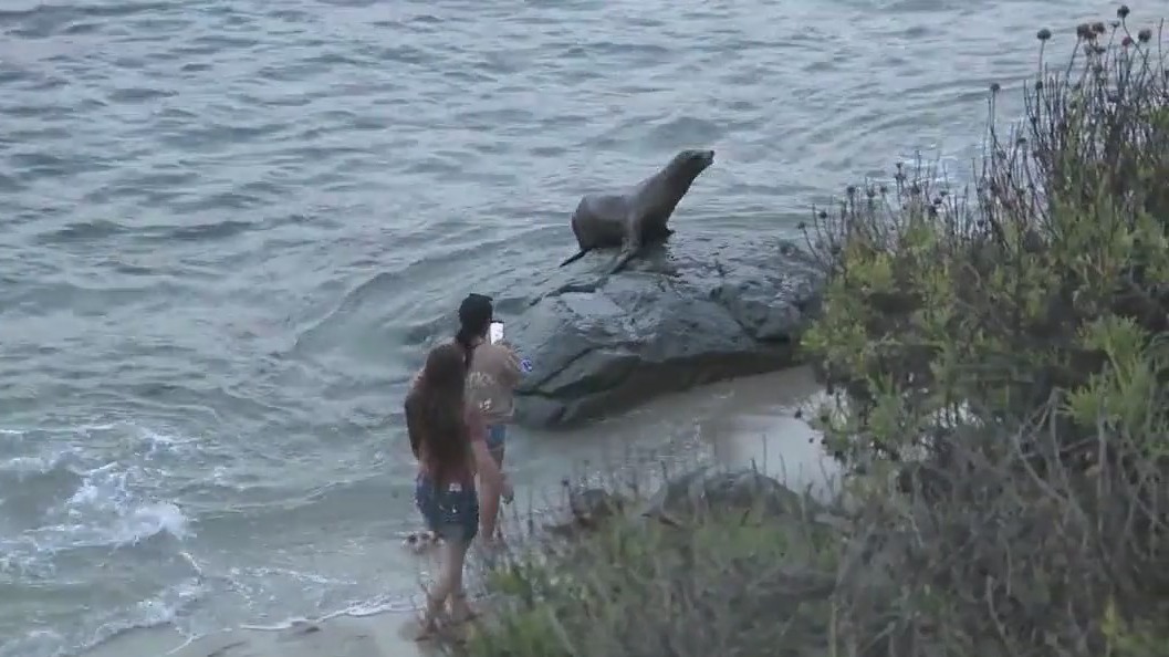 People vs. sea lions at California beach
