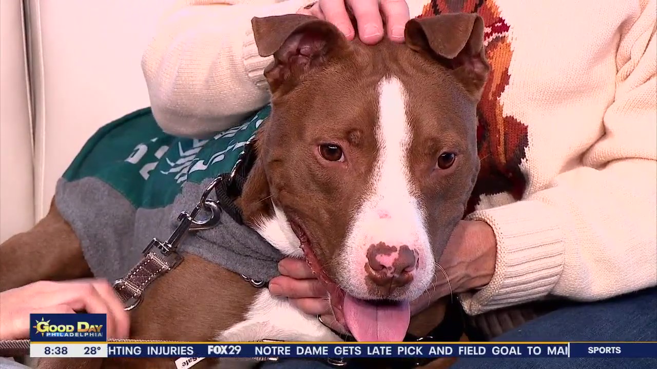 Rescue Me | Meet Roscoe