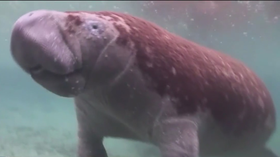 When did manatees arrive on Florida’s west coast?