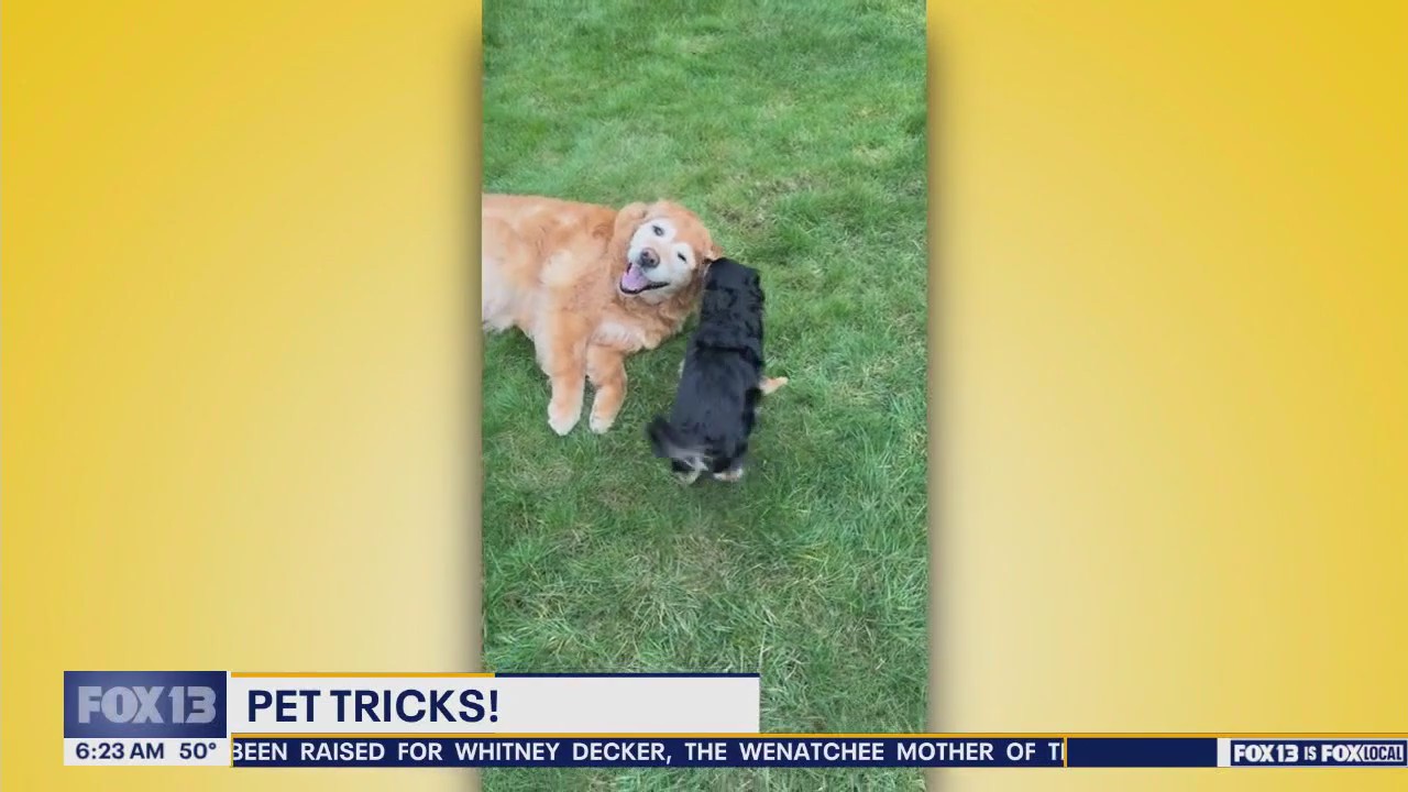 Pet Tricks for Friday, June 13