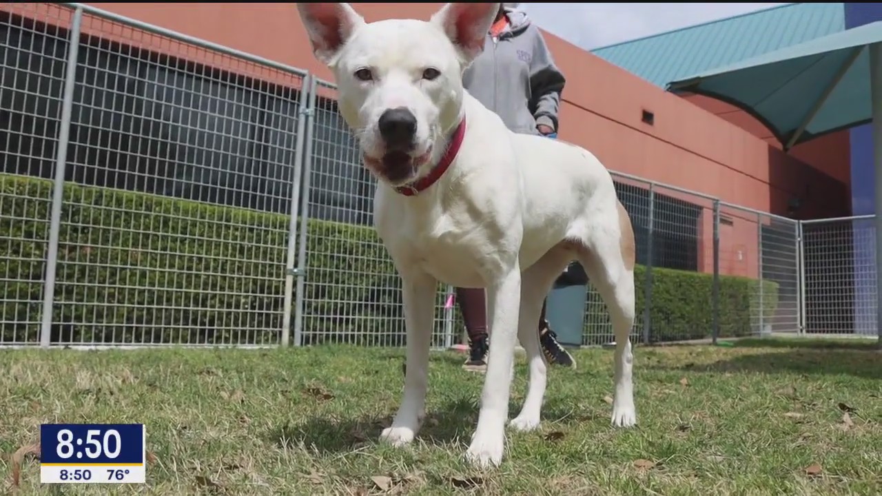 Dog of the Day: Flo
