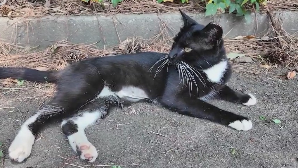Volunteers working to save dozens of cats before apartments demolished