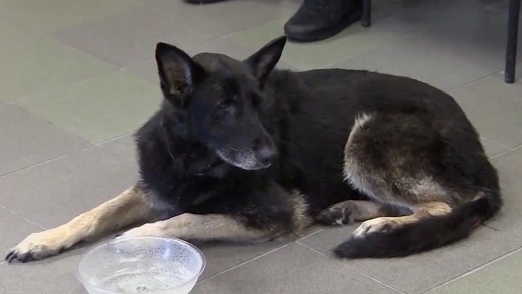 German Shepherd reunited with family after missing nearly 5