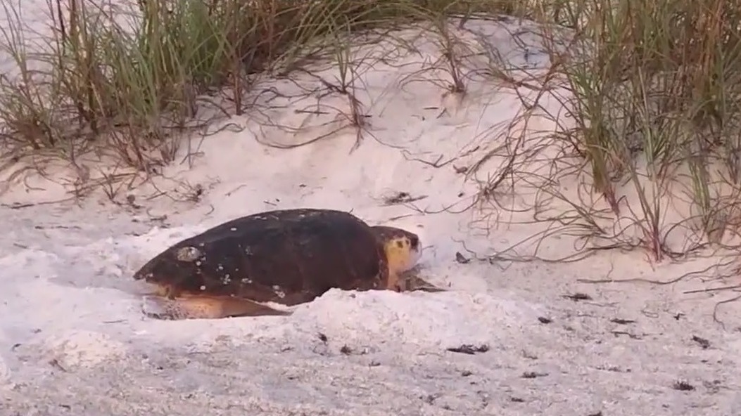 Sea turtles struggling to nest in Brevard County