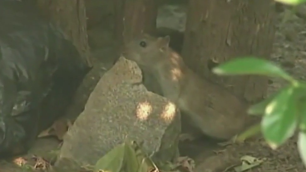 Across America: Big city launches 'rat pack' to fight rodents