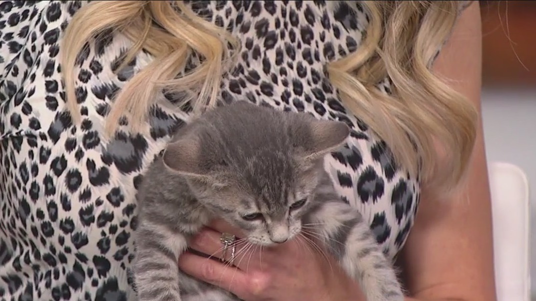 PAWS Pet of the Week: You're invited to the PAWS Meow Mixer