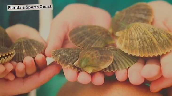 Scallop season looking to bounce back