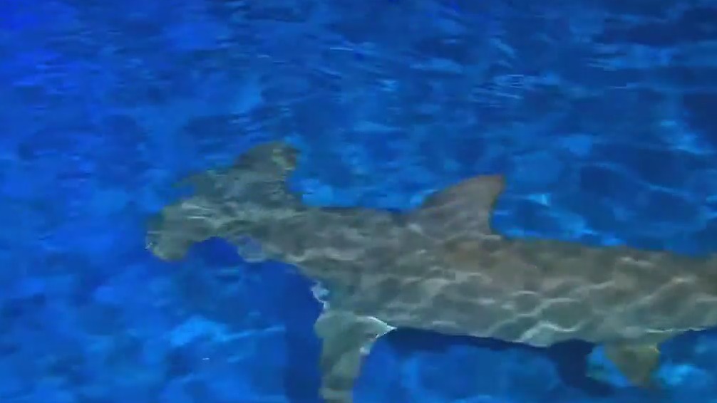 Dispelling shark myths at the Georgia Aquarium