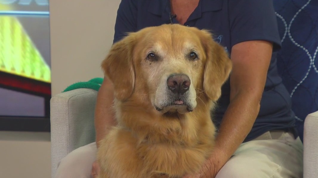 Helping rescue golden retrievers