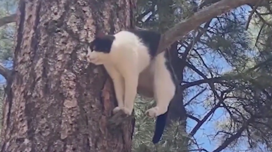 Cat stuck in tree