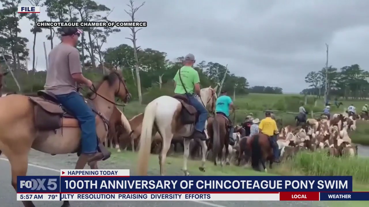 100th anniversary of Chincoteague Pony Swim