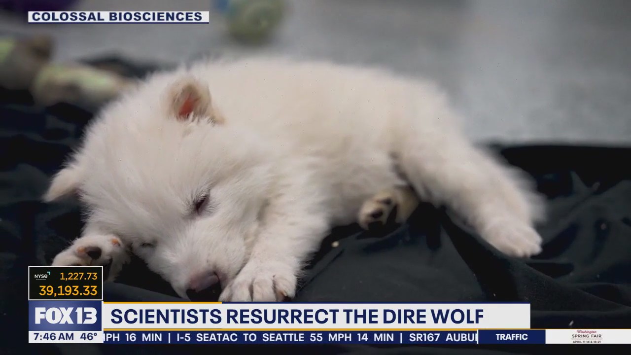 Dire wolf brought back from extinction after 13,000 years