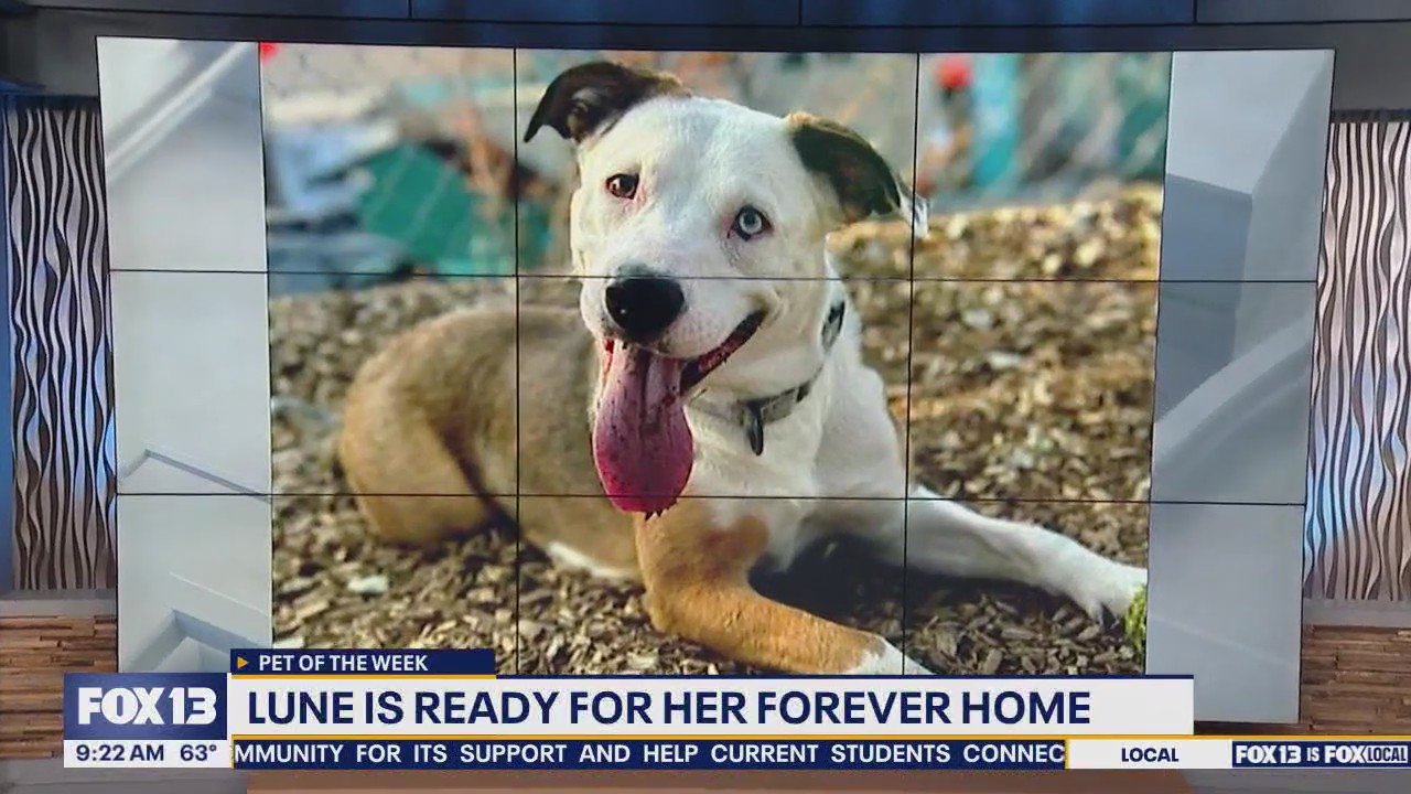 Pet of the Week: Lune