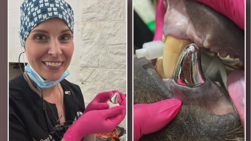 Bear undergoes ‘groundbreaking’ dental surgery