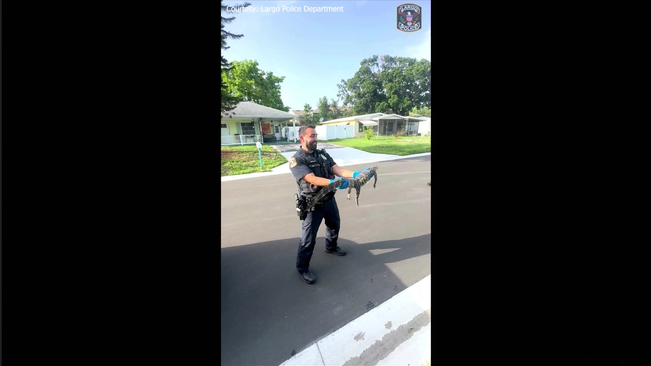 Alligator has Florida officer squealing