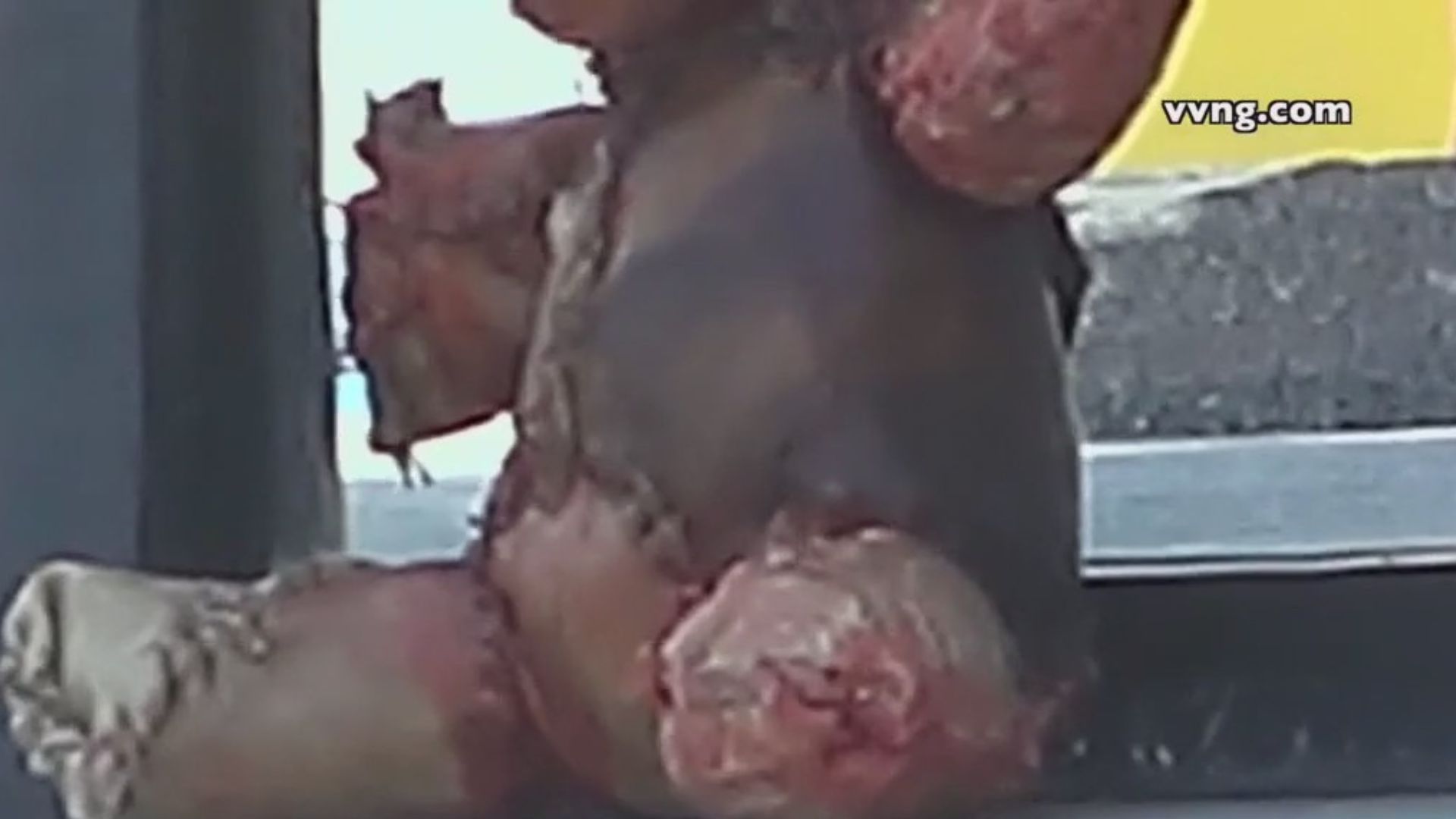 Teddy bear wrapped in 'human skin' startles public
