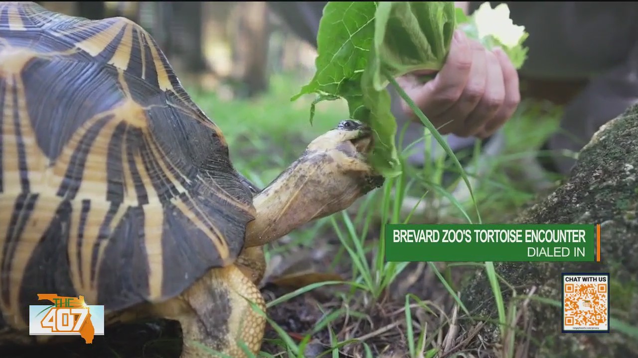 Inside Brevard Zoo's Tortoise Encounter