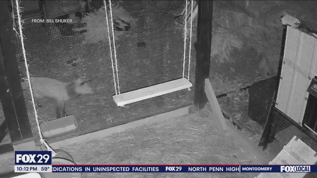 Delco residents rally to save fox with plastic collar