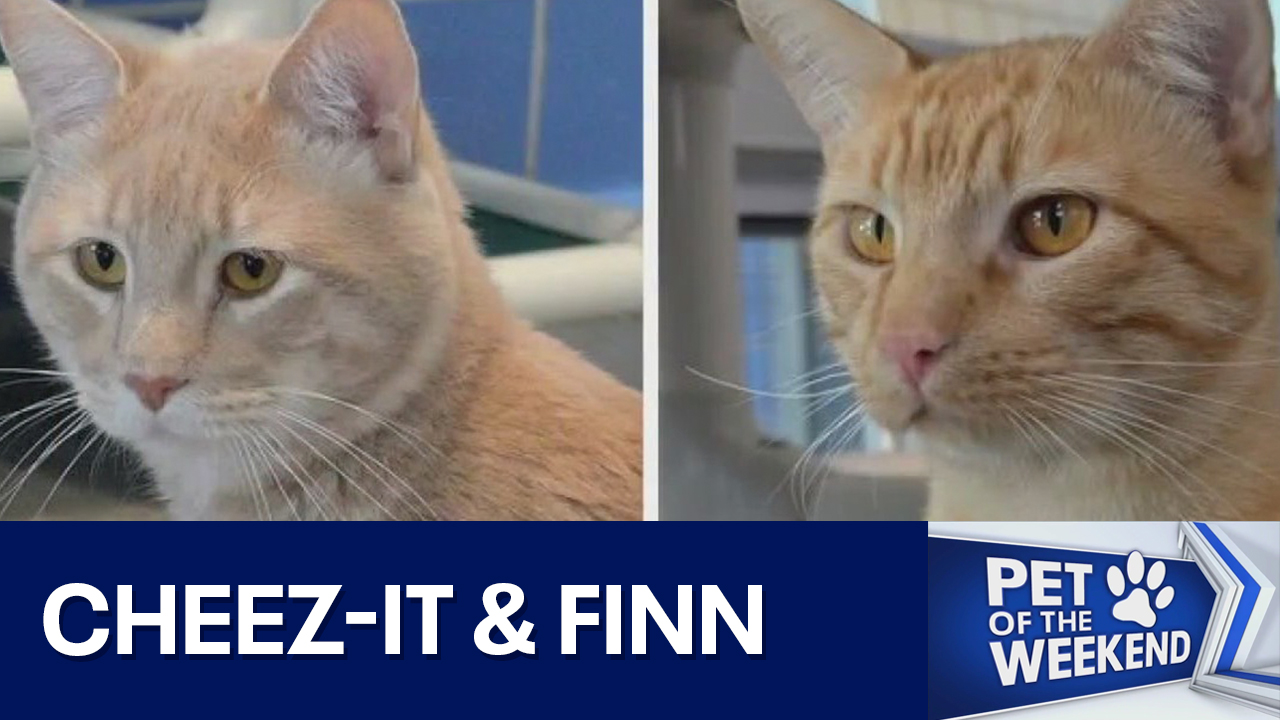 Meet Cheez-It and Finn at AAC