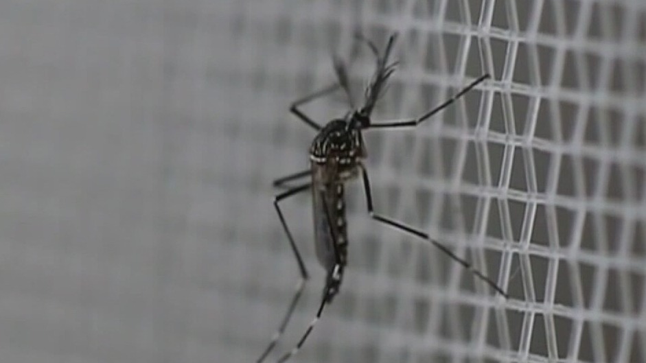 Post-hurricane mosquito problems