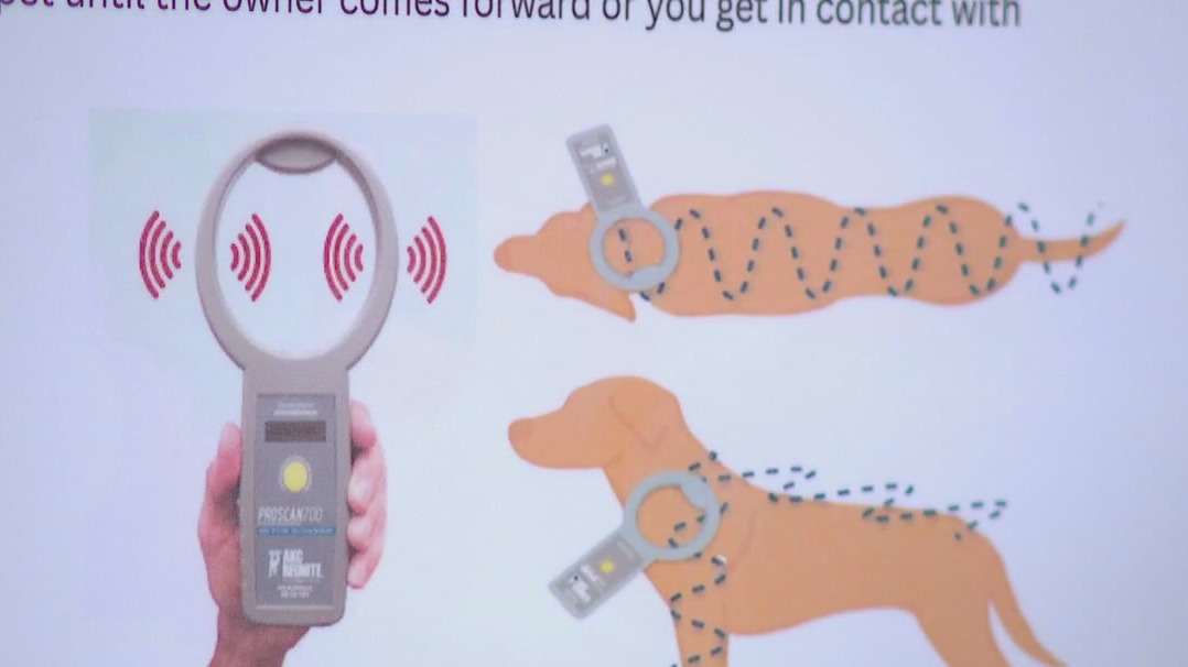 Leander microchip scanning station