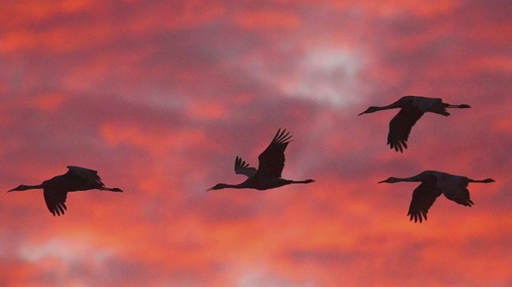 Wildlife spectacle: 30,000 cranes fill Minnesota skies